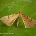 barred straw (Eulithis pyraliata) Kenneth Noble